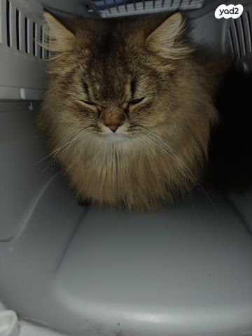 תמונת מודעה - חיות מחמד