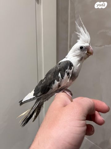 תמונת מודעה - חיות מחמד