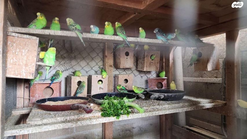 תמונת מודעה - חיות מחמד