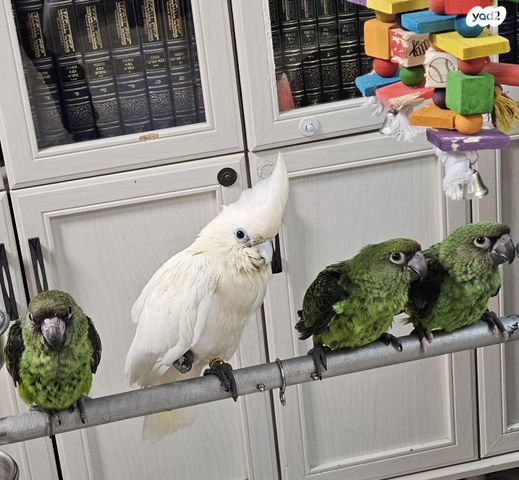 תמונת מודעה - חיות מחמד