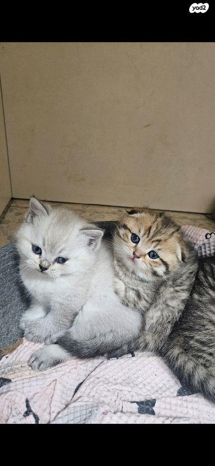 תמונת מודעה - חיות מחמד