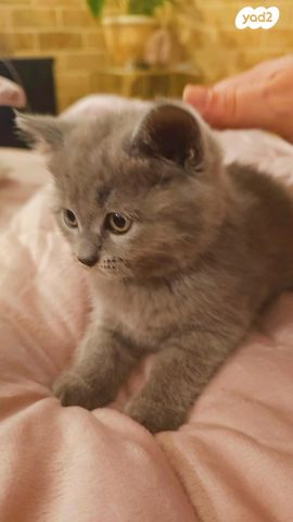 תמונת מודעה - חיות מחמד