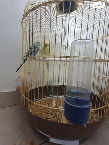 תמונת מודעה - חיות מחמד