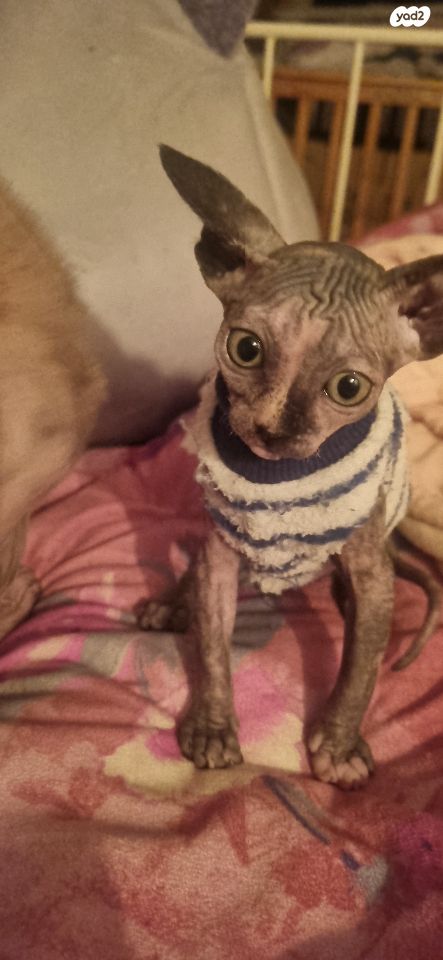 תמונת מודעה - חיות מחמד