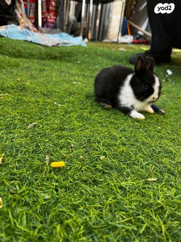 תמונת מודעה - חיות מחמד