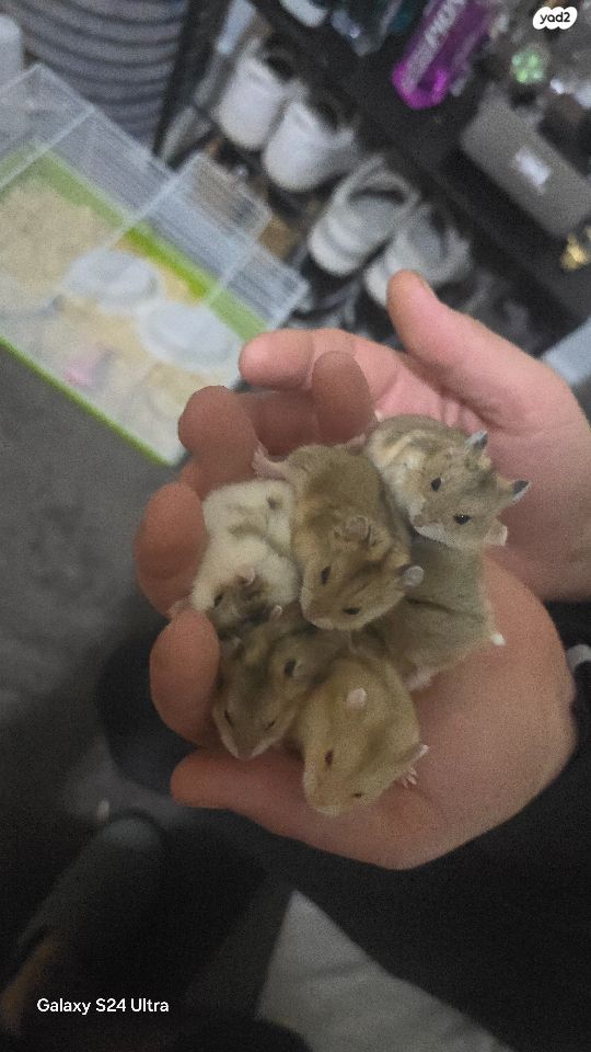 תמונת מודעה - חיות מחמד