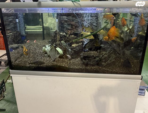 תמונת מודעה - חיות מחמד