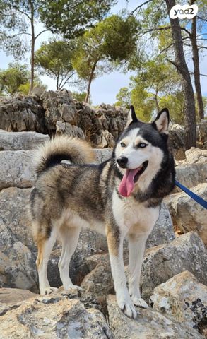 תמונת מודעה - חיות מחמד