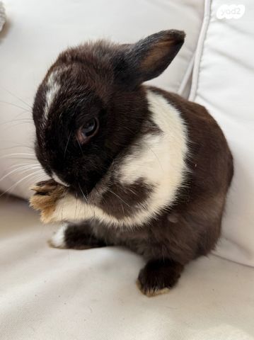 תמונת מודעה - חיות מחמד