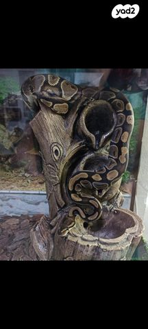 תמונת מודעה - חיות מחמד