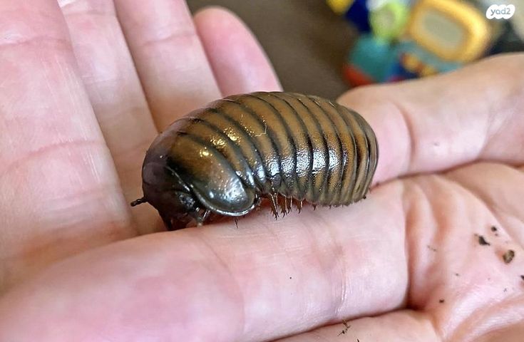 תמונת מודעה - חיות מחמד