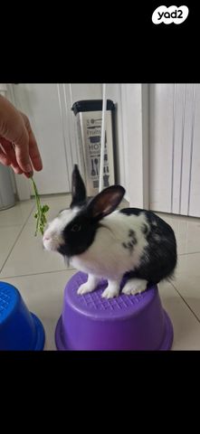 תמונת מודעה - חיות מחמד