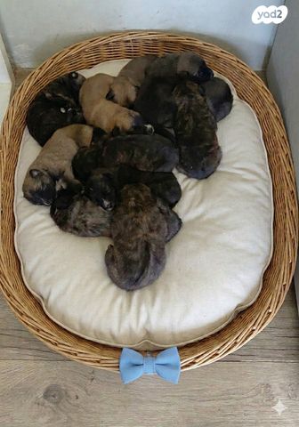 תמונת מודעה - חיות מחמד