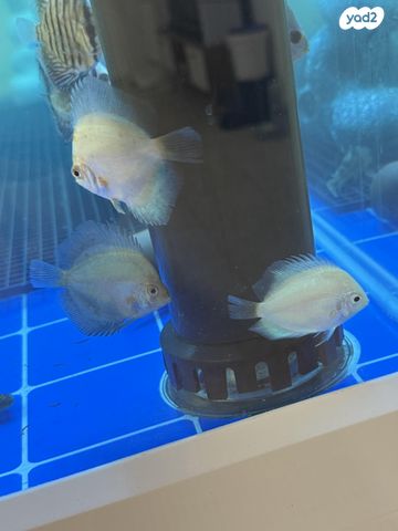 תמונת מודעה - חיות מחמד