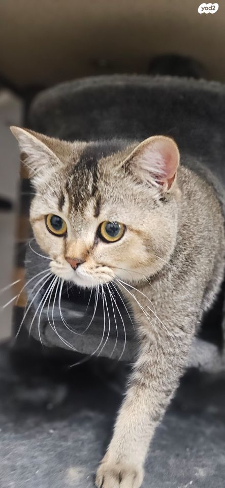 תמונת מודעה - חיות מחמד