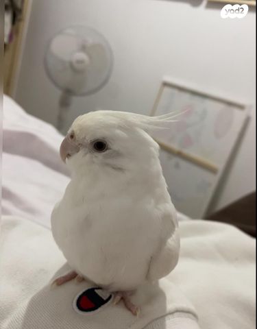 תמונת מודעה - חיות מחמד