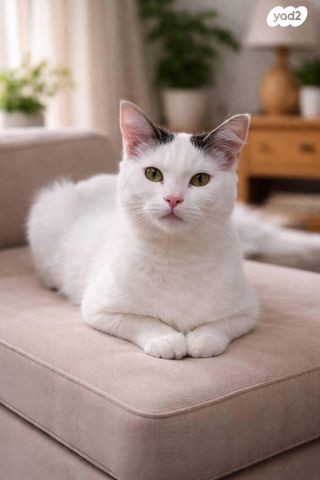 תמונת מודעה - חיות מחמד