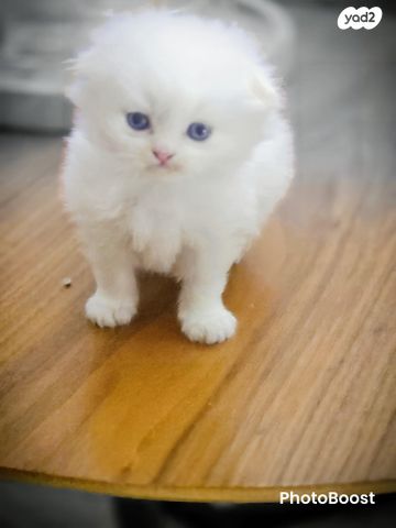 תמונת מודעה - חיות מחמד