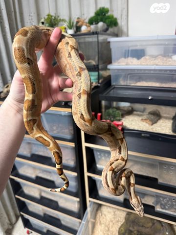 תמונת מודעה - חיות מחמד