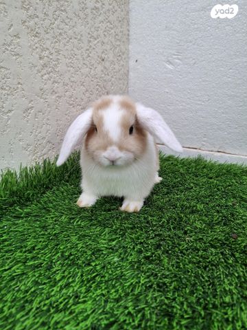 תמונת מודעה - חיות מחמד