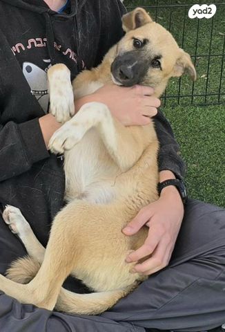 תמונת מודעה - חיות מחמד