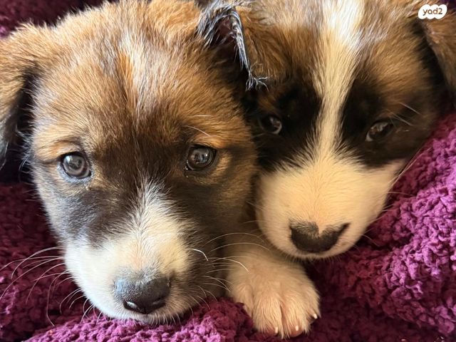 תמונת מודעה - חיות מחמד