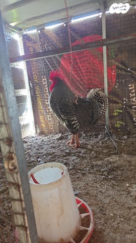 תמונת מודעה - חיות מחמד