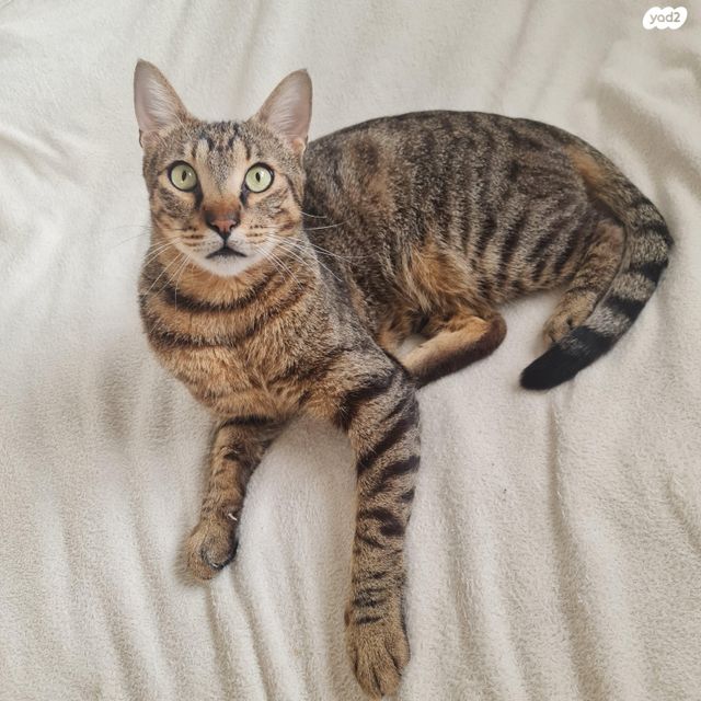 תמונת מודעה - חיות מחמד