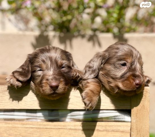 תמונת מודעה - חיות מחמד