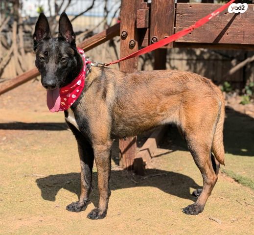 תמונת מודעה - חיות מחמד