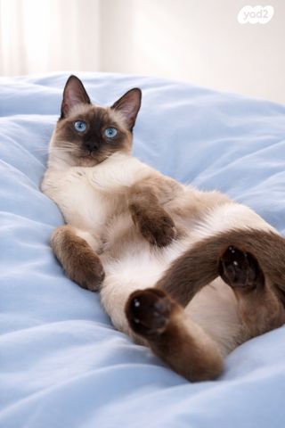 תמונת מודעה - חיות מחמד