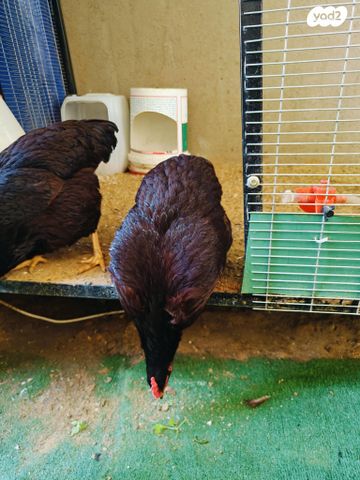 תמונת מודעה - חיות מחמד