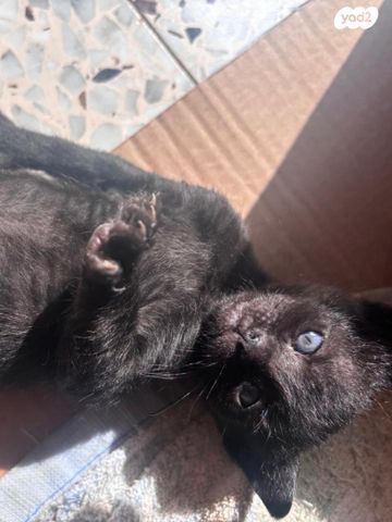 תמונת מודעה - חיות מחמד