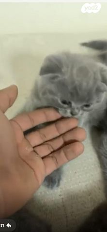 תמונת מודעה - חיות מחמד