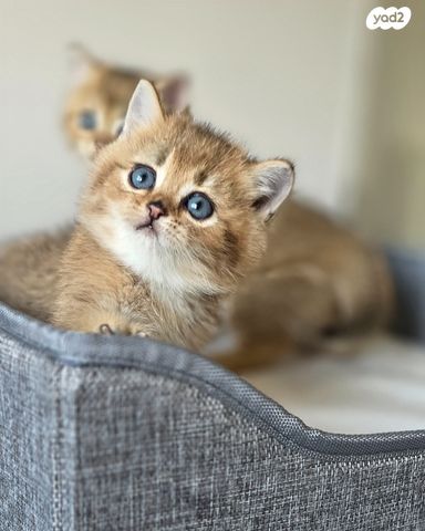 תמונת מודעה - חיות מחמד