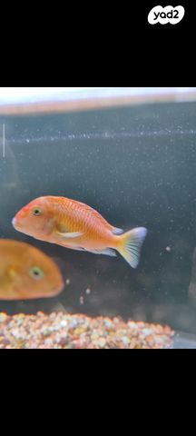 תמונת מודעה - חיות מחמד