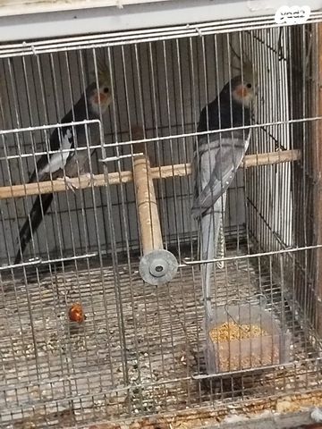 תמונת מודעה - חיות מחמד