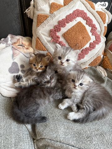 תמונת מודעה - חיות מחמד