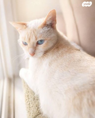 תמונת מודעה - חיות מחמד