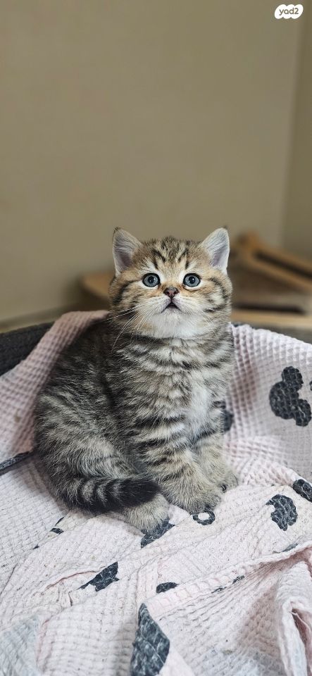 תמונת מודעה - חיות מחמד