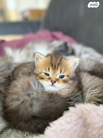 תמונת מודעה - חיות מחמד