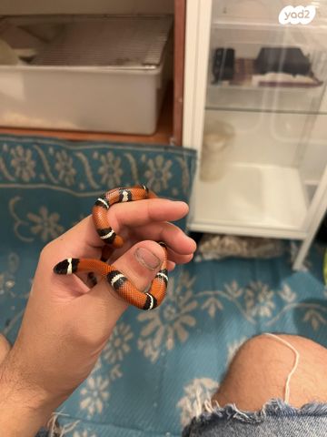 תמונת מודעה - חיות מחמד