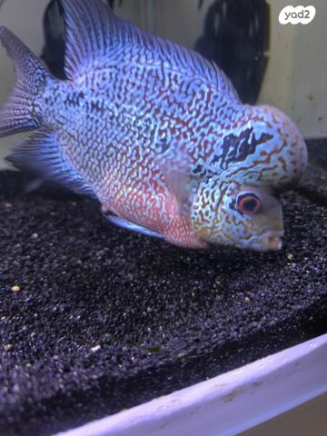 תמונת מודעה - חיות מחמד