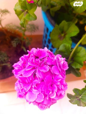 משעול בתרן 4