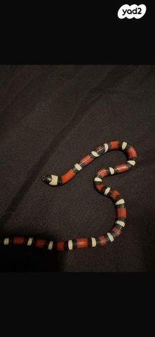 תמונת מודעה - חיות מחמד