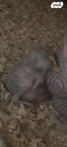 תמונת מודעה - חיות מחמד