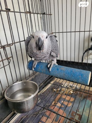 תמונת מודעה - חיות מחמד