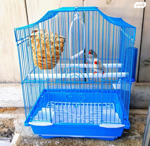 תמונת מודעה - חיות מחמד