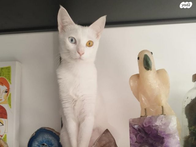 תמונת מודעה - חיות מחמד