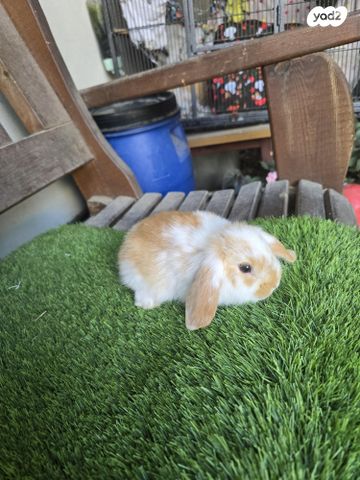 תמונת מודעה - חיות מחמד